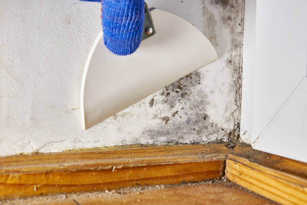 Best Real Estate Mold Inspection  in Marengo, IA